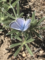 Icaricia icarioides evius