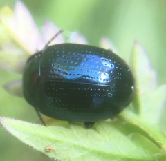 Chrysolina oricalcia