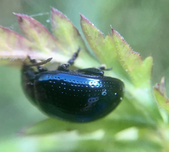Chrysolina oricalcia