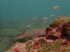 Chromis notata