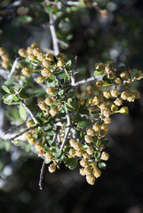 Ceanothus pauciflorus