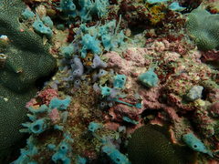 Callyspongia