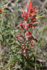 Castilleja linariifolia