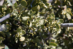 Phoradendron leucarpum tomentosum