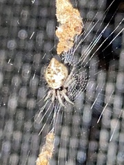 Cyclosa turbinata