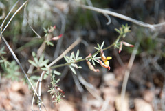 Acmispon wrightii