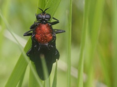 Clitellaria ephippium