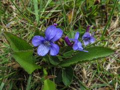 Viola adunca adunca