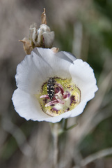 Calochortus ambiguus