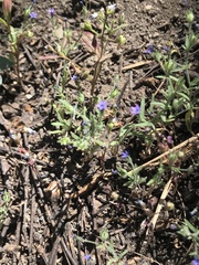 Allophyllum gilioides violaceum