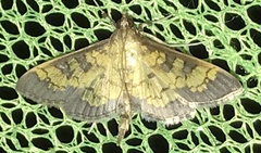 Diacme elealis