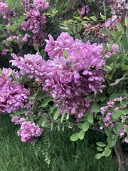 Robinia hispida
