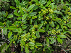 Frangula californica californica