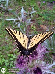 Papilio multicaudata grandiosus