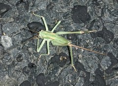 Capnobotes occidentalis