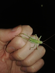 Capnobotes occidentalis