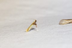 Caloptilia superbifrontella