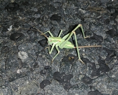 Capnobotes occidentalis