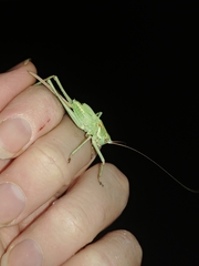 Capnobotes occidentalis