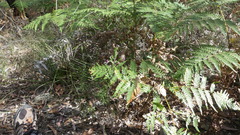 Comesperma hispidulum