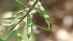Comesperma hispidulum