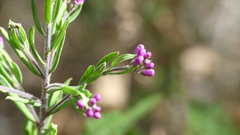 Comesperma hispidulum
