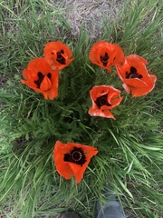 Papaver orientale