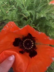 Papaver orientale