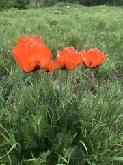 Papaver orientale