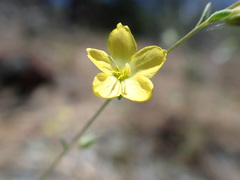 Hesperolinon tehamense