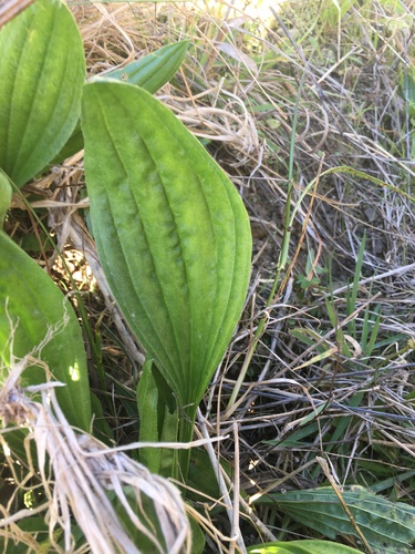 Plantago australis