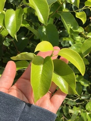 Prunus ilicifolia lyonii