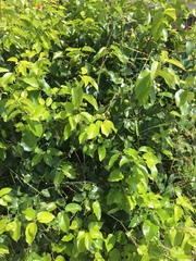 Prunus ilicifolia lyonii