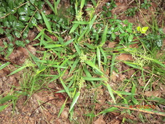 Dichanthelium scribnerianum