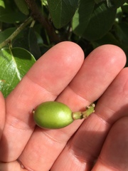 Prunus ilicifolia lyonii