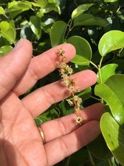 Prunus ilicifolia lyonii
