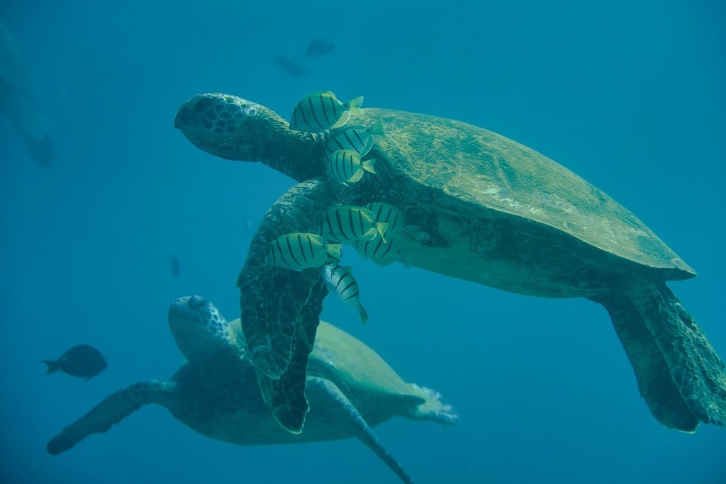 Typical Sea Turtles (Cheloniidae) - Marine Life Identification