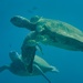 Typical Sea Turtles - Photo (c) David R, some rights reserved (CC BY-NC), uploaded by David R