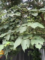 Broussonetia papyrifera