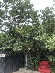 Broussonetia papyrifera