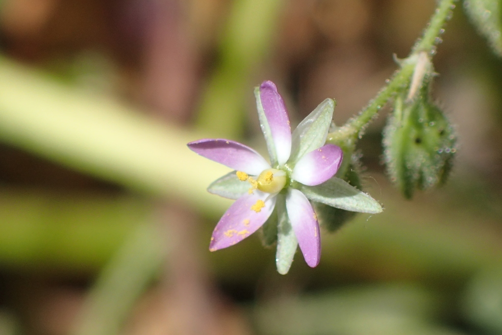 Saltmarsh Sand Spurry from Harbor City, Los Angeles, CA, USA on June 21
