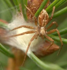 Philodromus collinus