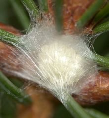 Philodromus collinus