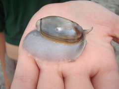 Olivancillaria