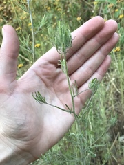 Cordylanthus rigidus