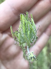 Cordylanthus rigidus