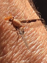 Diacrita costalis