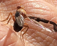 Diacrita costalis
