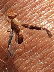 Diacrita costalis