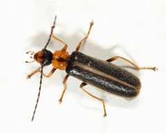 Rhagonycha recta